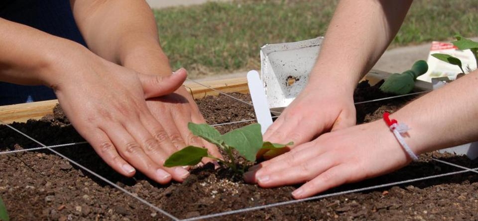 March 8, 2025: Gardening Workshop – DL Hopkins Senior Center